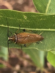 Balta bicolor