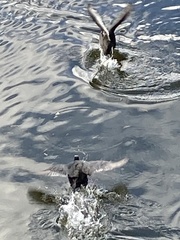 Fulica atra