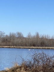 Pelecanus erythrorhynchos