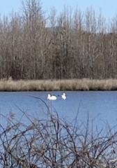 Pelecanus erythrorhynchos