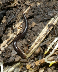 Tachypodoiulus niger