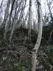 Fagus sylvatica