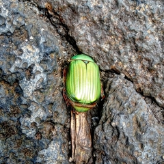 Chrysina orizabae