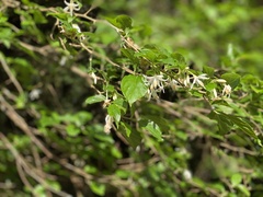 Styrax formosanus