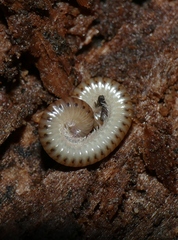 Cylindroiulus punctatus