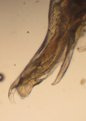 Brachyiulus pusillus