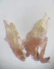 Cylindroiulus punctatus