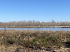 Pelecanus erythrorhynchos