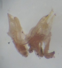 Cylindroiulus punctatus