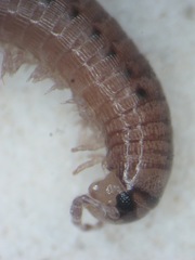 Cylindroiulus punctatus