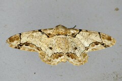 Biston bengaliaria