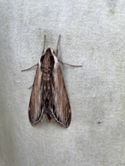 Sphinx kalmiae