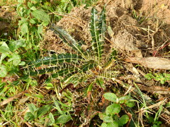 Ptilostemon casabonae