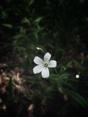 Cerastium pauciflorum