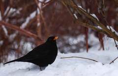 Turdus merula