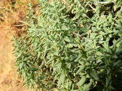 Teucrium marum