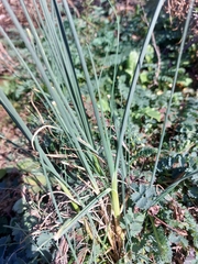 Allium oleraceum