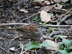 Zonotrichia albicollis