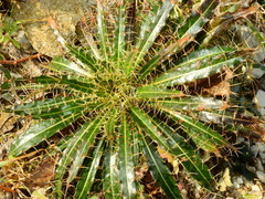 Ptilostemon casabonae