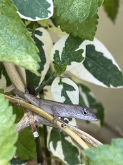Anolis sagrei