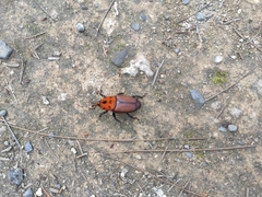 Rhynchophorus ferrugineus