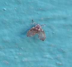 Clogmia albipunctata