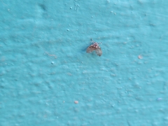 Clogmia albipunctata