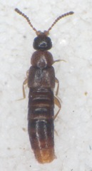 Aleocharinae
