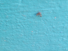Clogmia albipunctata