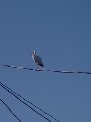 Eudocimus albus