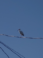 Eudocimus albus