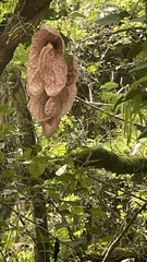 Aristolochia gigantea