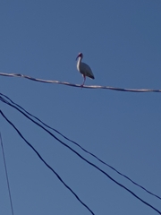 Eudocimus albus