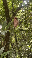 Aristolochia gigantea