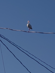 Eudocimus albus