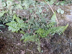 Asplenium fontanum