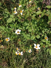 Bidens alba