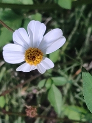 Bidens alba