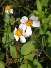 Bidens alba