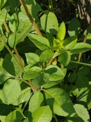 Bidens alba