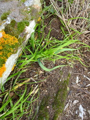 Allium subhirsutum
