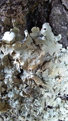 Flavoparmelia caperata