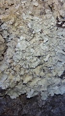 Flavoparmelia caperata