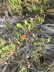 Chrysoritis chrysaor