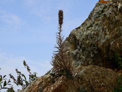 Ptilostemon casabonae