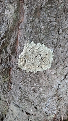 Flavoparmelia caperata