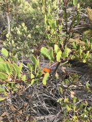 Chrysoritis chrysaor