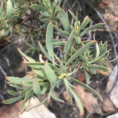 Leucadendron salignum