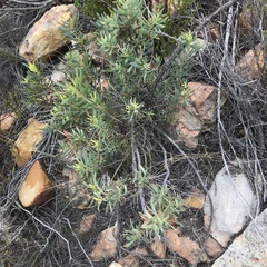 Leucadendron salignum