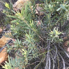 Leucadendron salignum